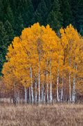 Quaking aspen live stakes with golden-yellow foliage and white bark in field