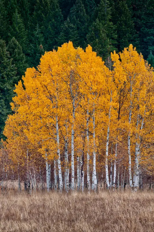 Quaking aspen live stakes with golden-yellow foliage and white bark in field
