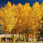 Quaking aspen live stakes: golden-yellow grove against blue sky