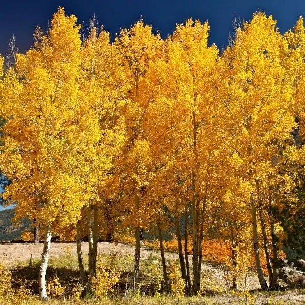 Quaking aspen live stakes: golden-yellow grove against blue sky