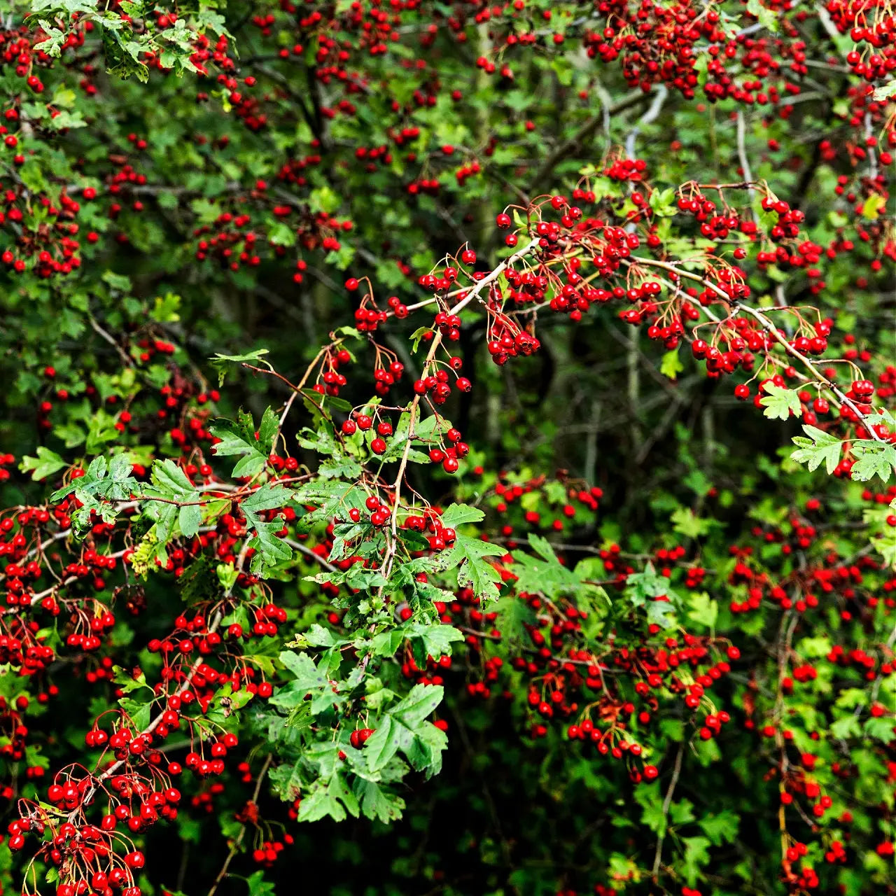 Red chokeberry shrub with vibrant glossy red berry clusters on green foliage