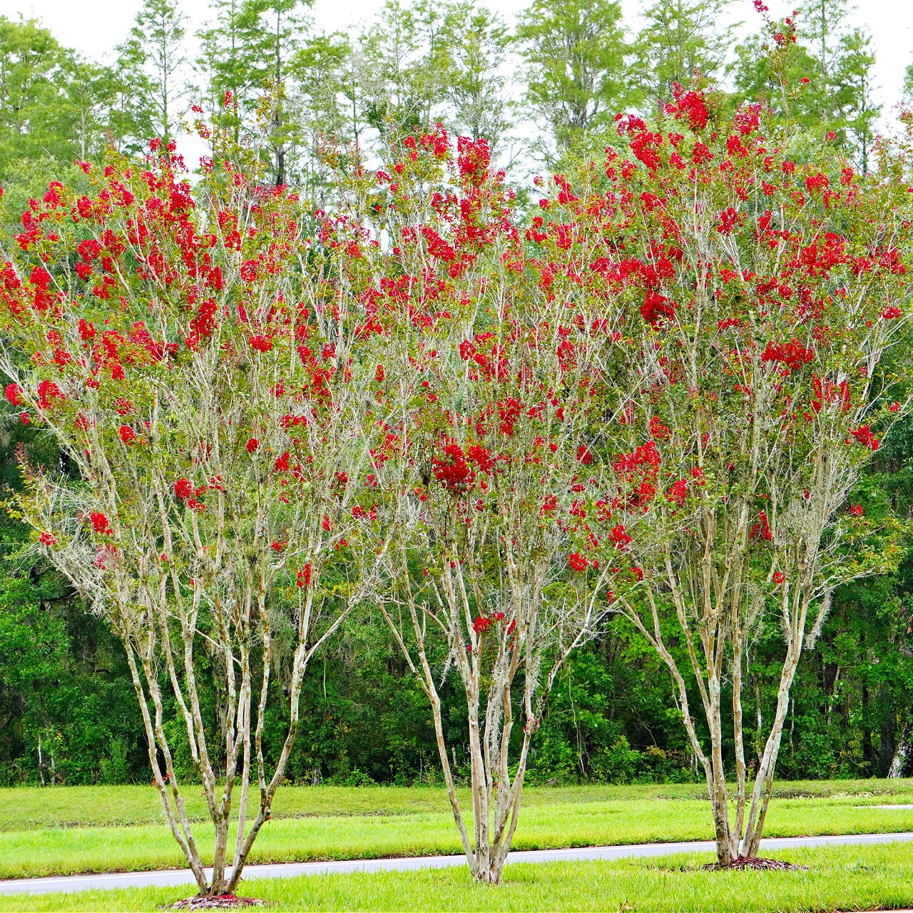 Red Crepe Myrtle shrubs