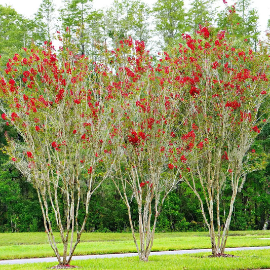 Vibrant Red Crepe Myrtle Shrub with slender branches in grassy area