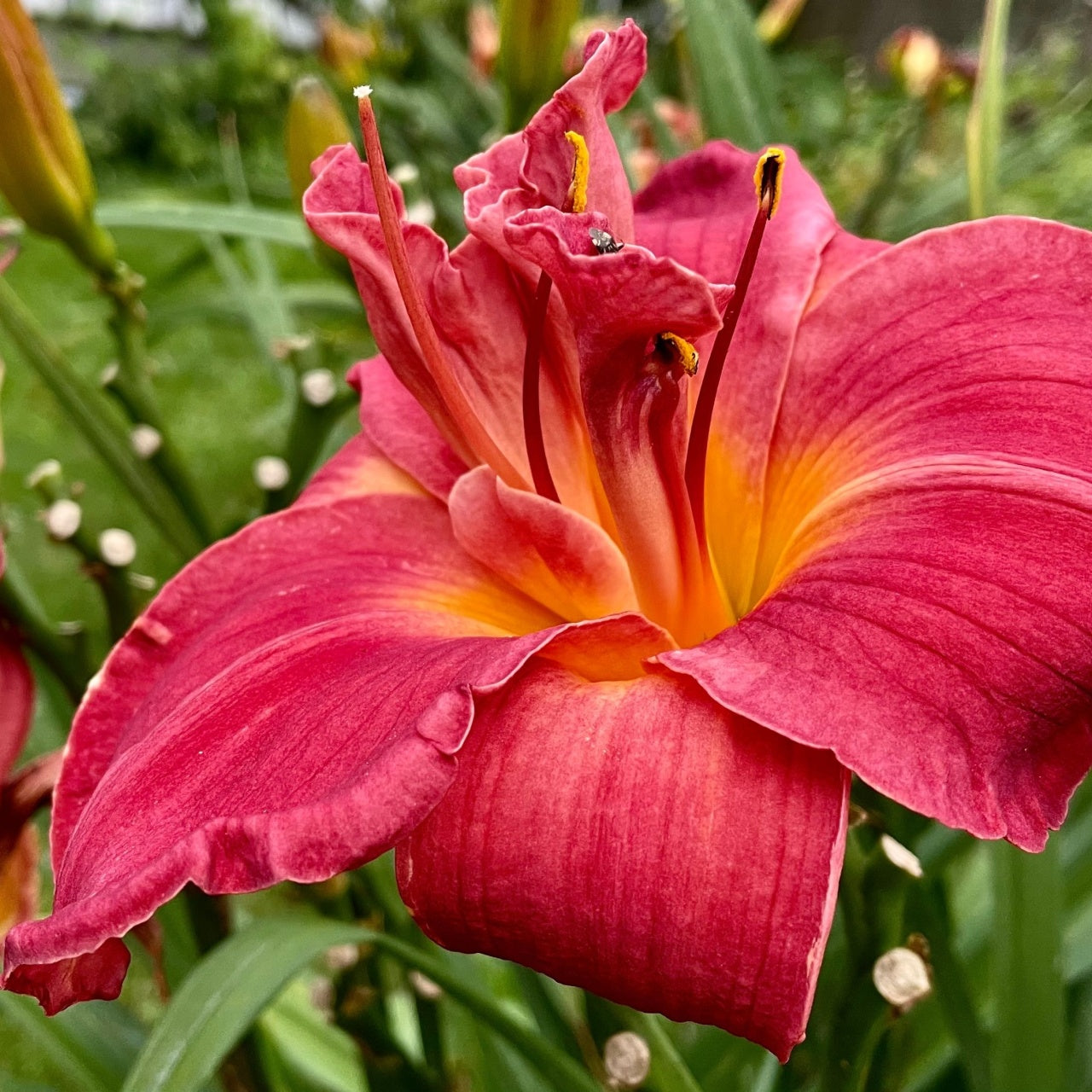 Red Daylily 