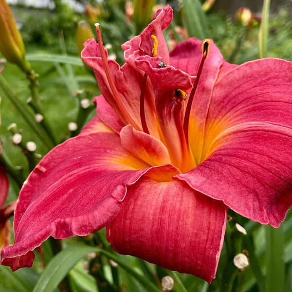 Red Daylily