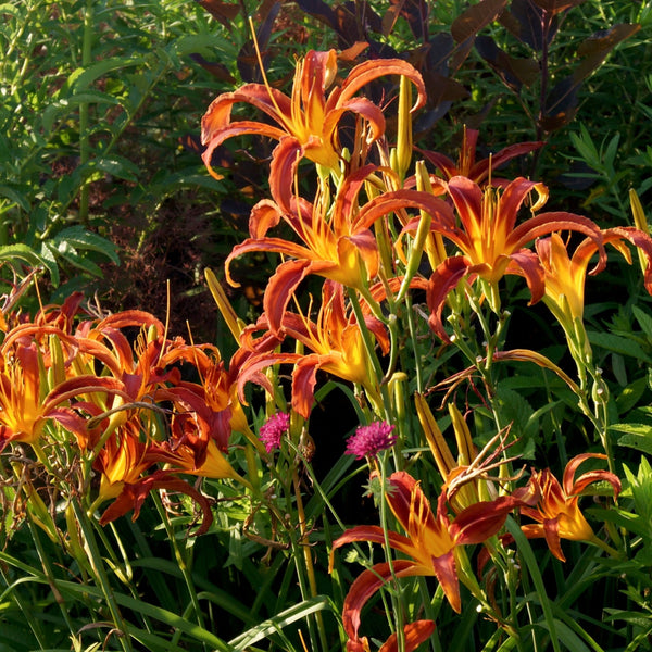 Red Daylily Plants