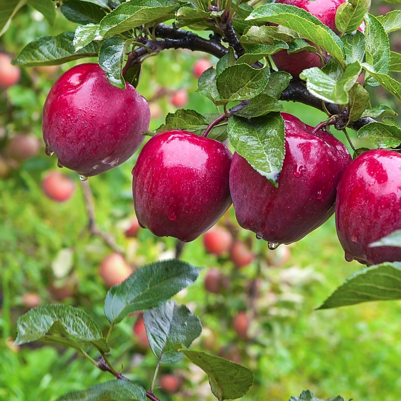 Red Delicious Apple 