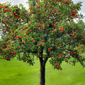 Lush Apple Tree product with vibrant red apples and dense green foliage