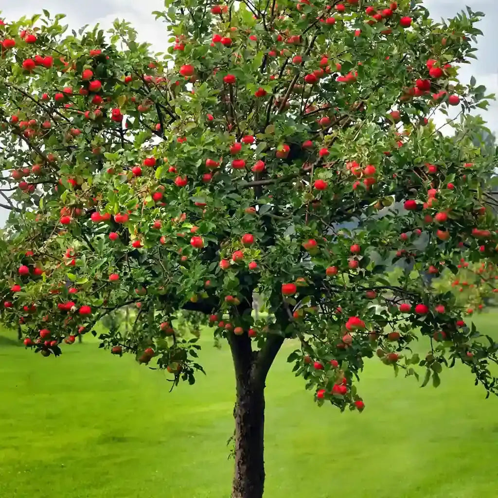 Lush Apple Tree product with vibrant red apples and dense green foliage
