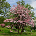Red dogwood tree with pink blossoms in green cemetery