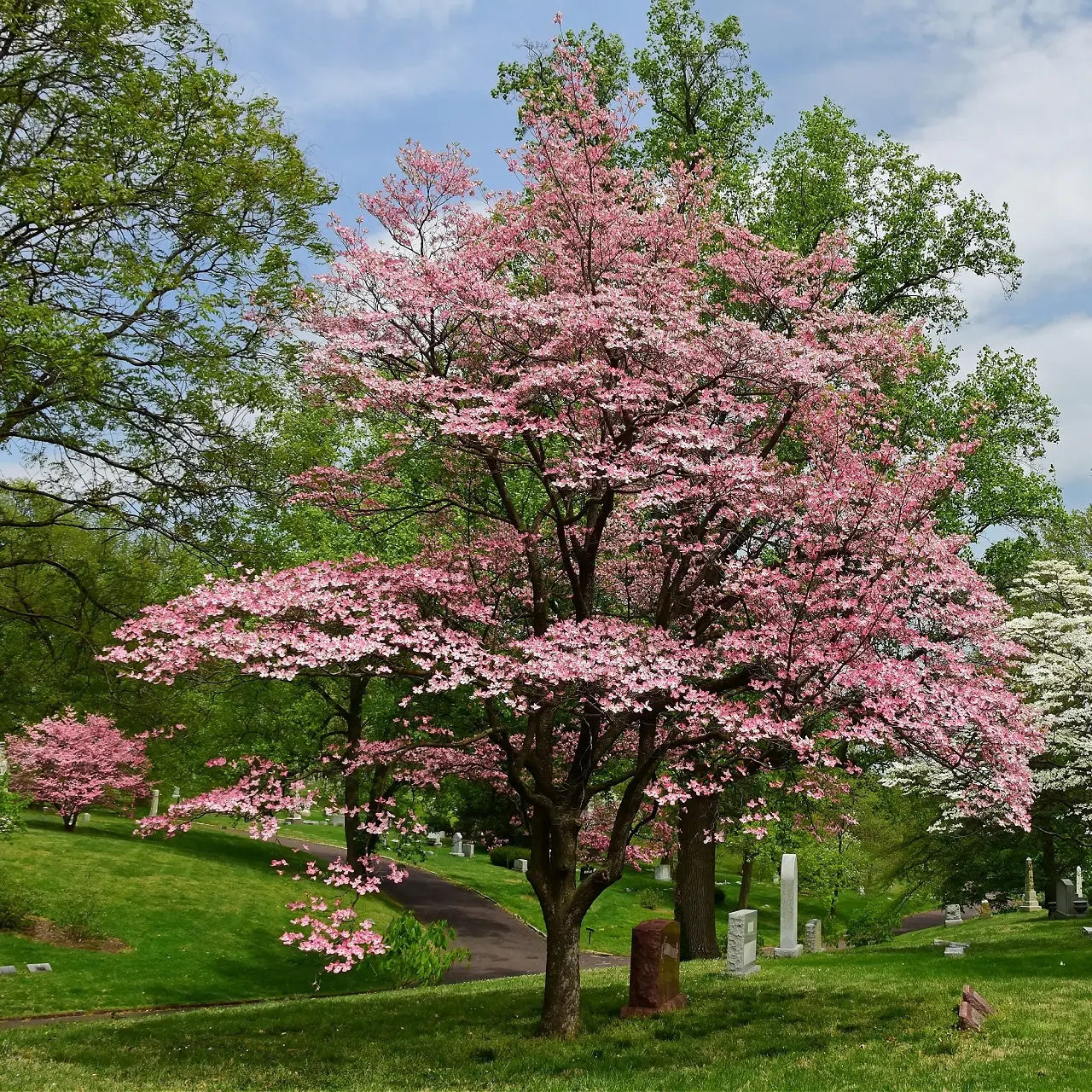 Red dogwood tree with pink blossoms in green cemetery