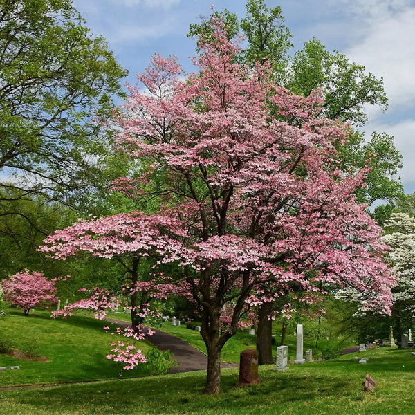 Red Dogwood Trees For Sale Wholesale – Tennessee Wholesale Nursery