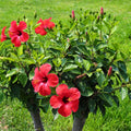 Vibrant red hibiscus flowers with yellow centers on lush green bush - Red Hibiscus
