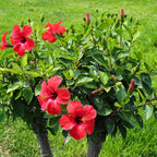 Vibrant red hibiscus flowers with yellow centers on lush green bush - Red Hibiscus