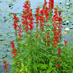 Vibrant red cardinal flowers on green stems with broad leaves in pond with lily pads
