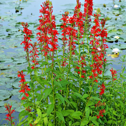 Vibrant red cardinal flowers on green stems with broad leaves in pond with lily pads