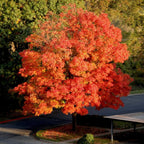 Vibrant red maple tree with fiery orange yellow autumn leaves for Red Maple Seedlings