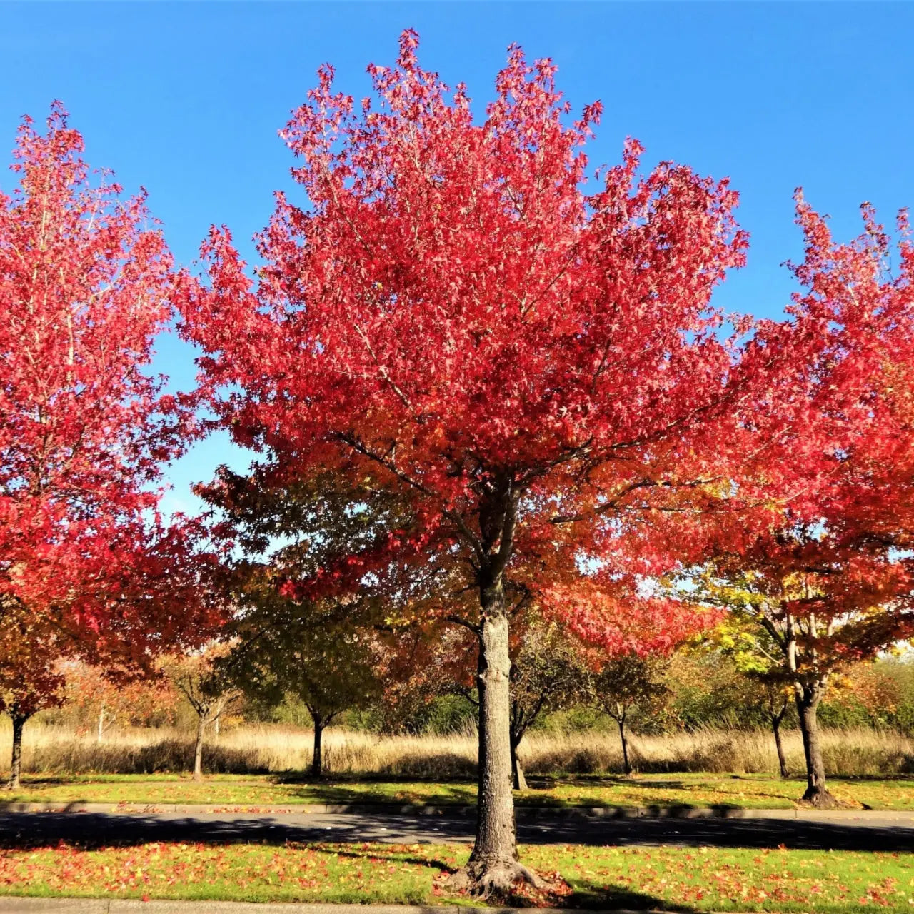 Vibrant red maple tree with fiery foliage against blue sky