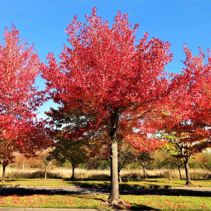 Vibrant red maple tree with fiery foliage against blue sky