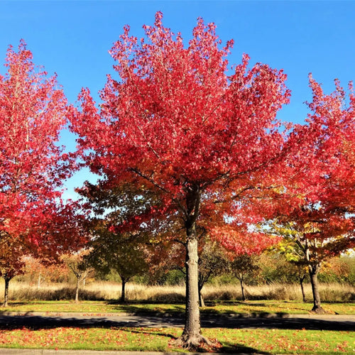 Vibrant red maple tree with fiery foliage against blue sky