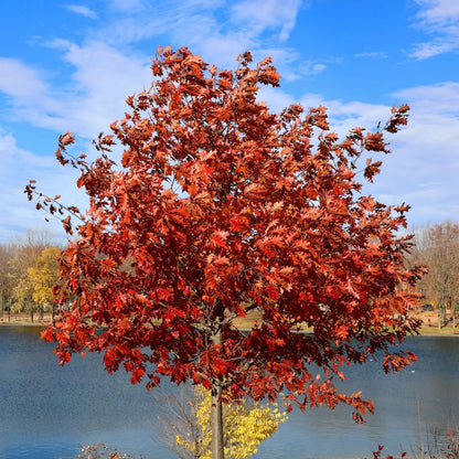 Vibrant red oak tree with fiery foliage by lake for Red Oak Seedlings