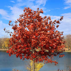 Vibrant Red Oak Tree with fiery foliage beside calm lake under blue sky