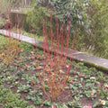 Red Osier Dogwood shrub with vibrant red flowers and green foliage