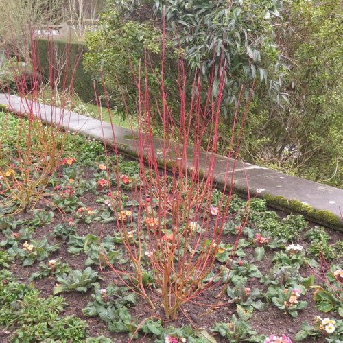 Red Osier Dogwood shrub with vibrant red flowers and green foliage