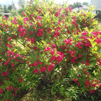 Red Weigela lush pink flowering bush with glossy green leaves