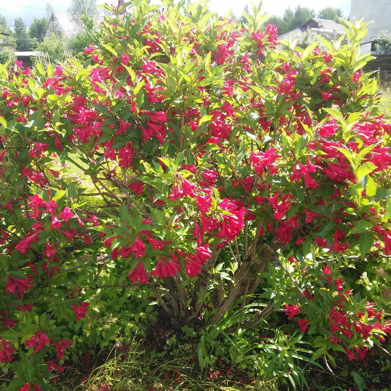 Red Weigela lush pink flowering bush with glossy green leaves