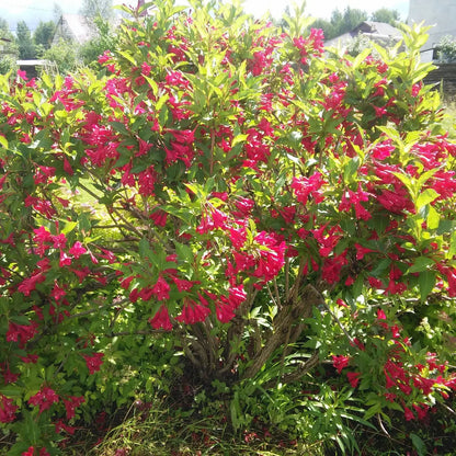 Red Weigela lush pink flowering bush with glossy green leaves