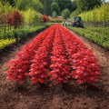 Red maple seedlings in rows of vibrant trees with glossy leaves