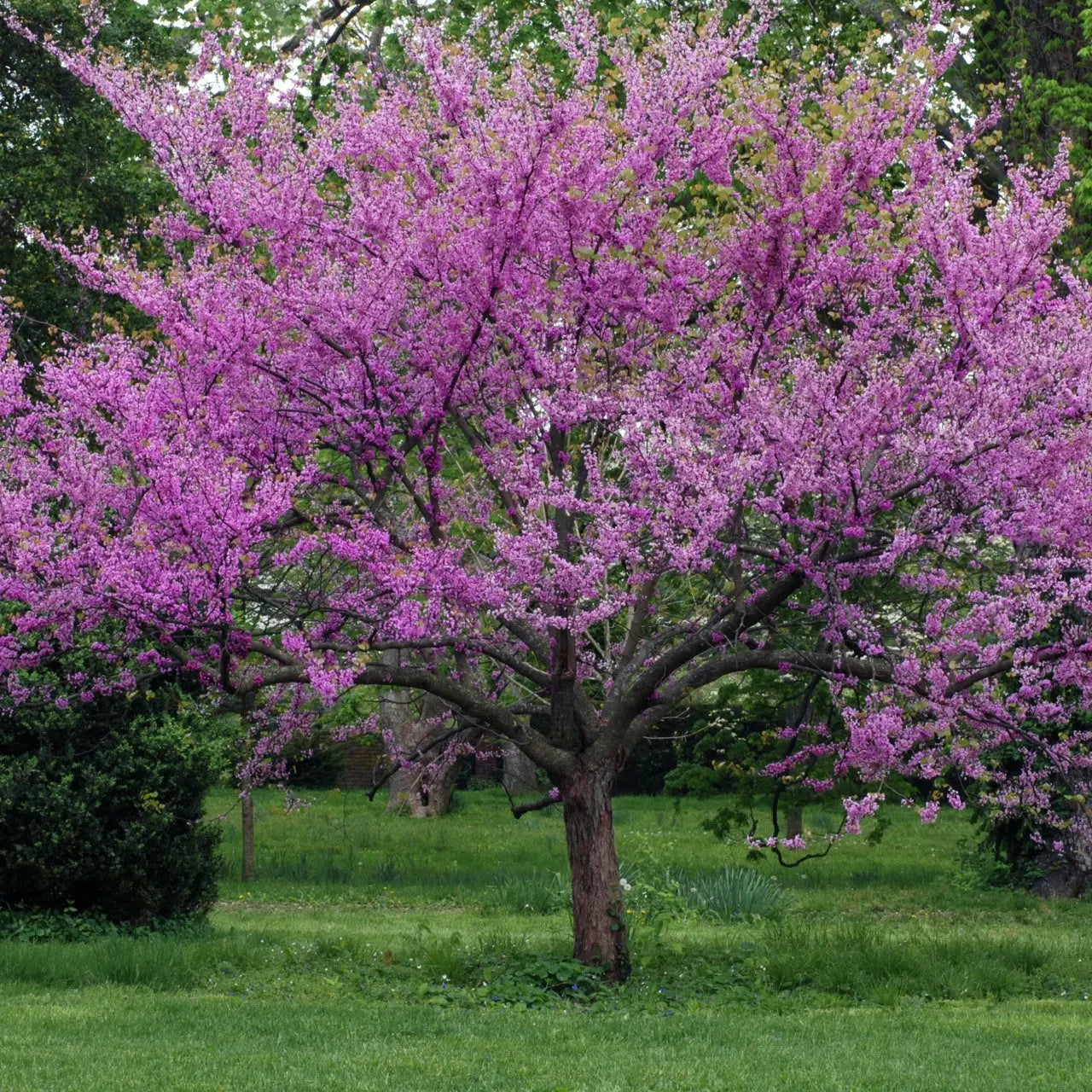 Vibrant purple redbud tree with dense blossoms in lush garden