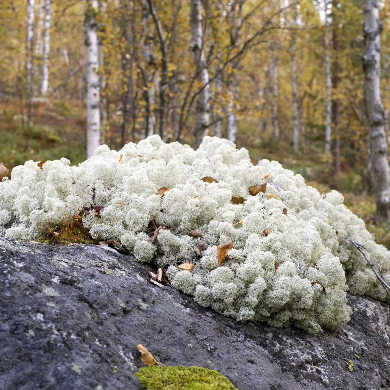 Fuzzy white reindeer lichen in dense fluffy clusters on dark gray rock