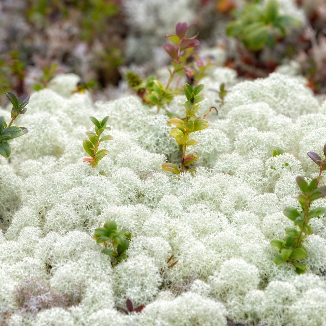 Reindeer Mosses