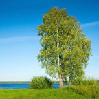 Tall River Birch live stake with white trunk, green leaves by water under blue sky