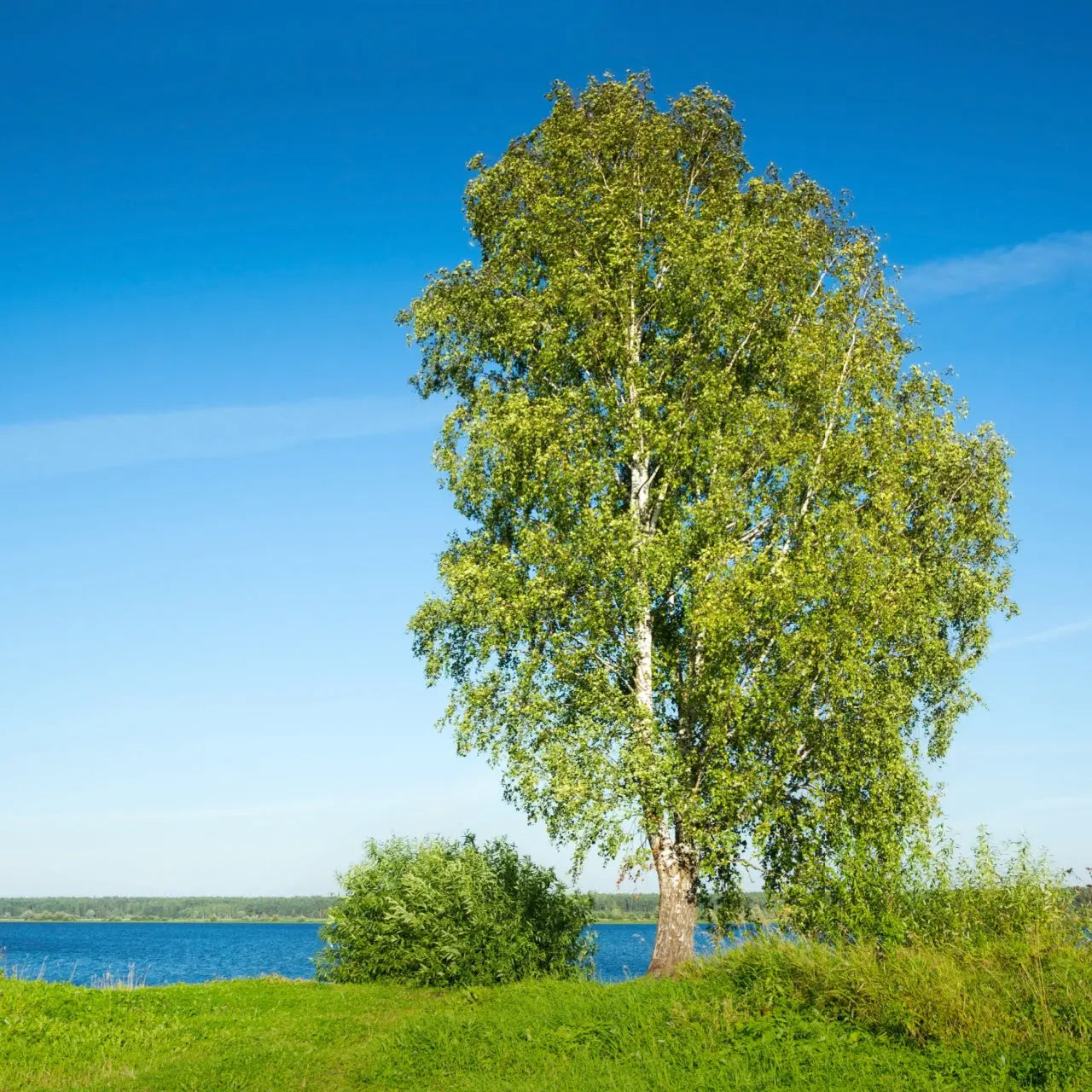 Tall River Birch live stake with white trunk, green leaves by water under blue sky