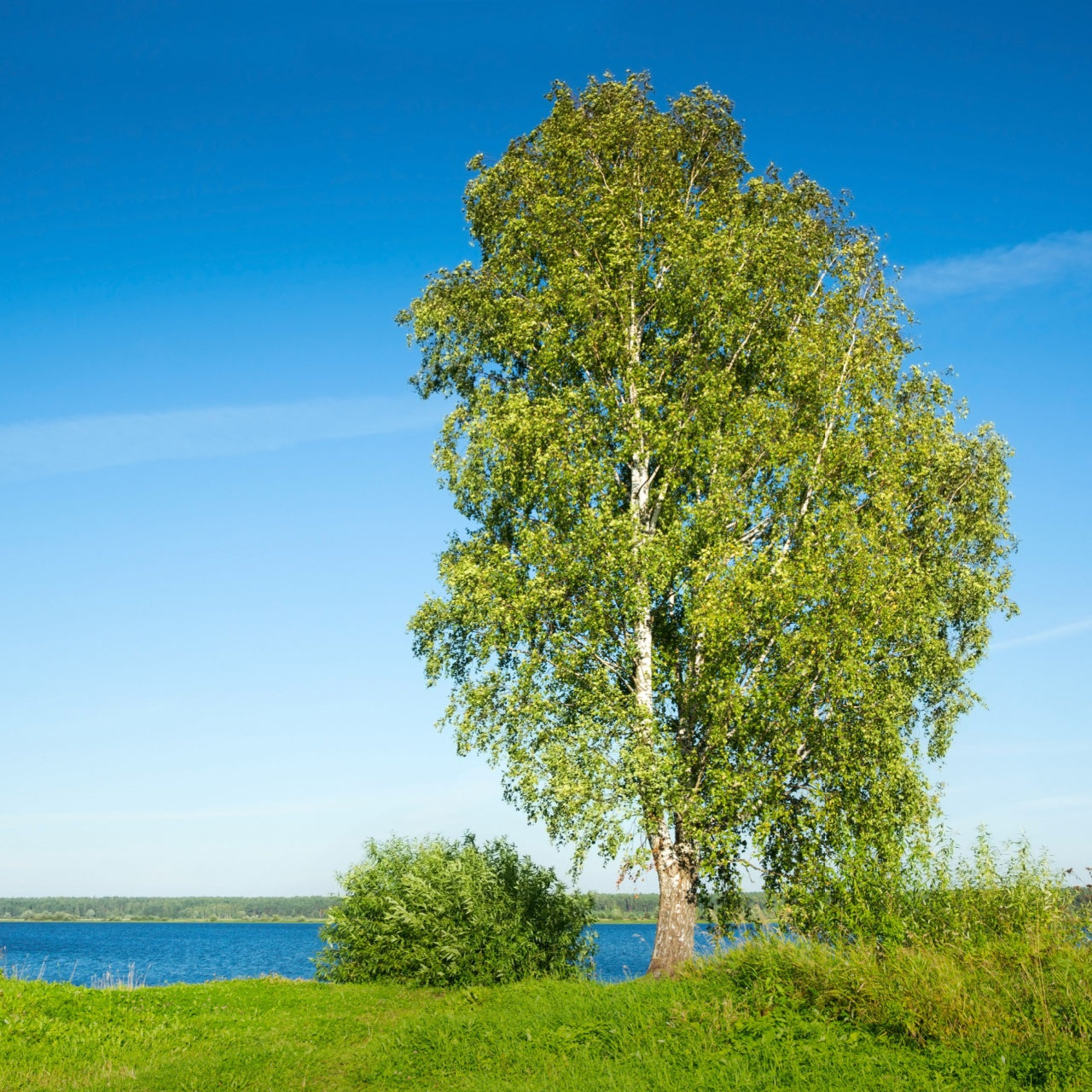 River Birch Trees