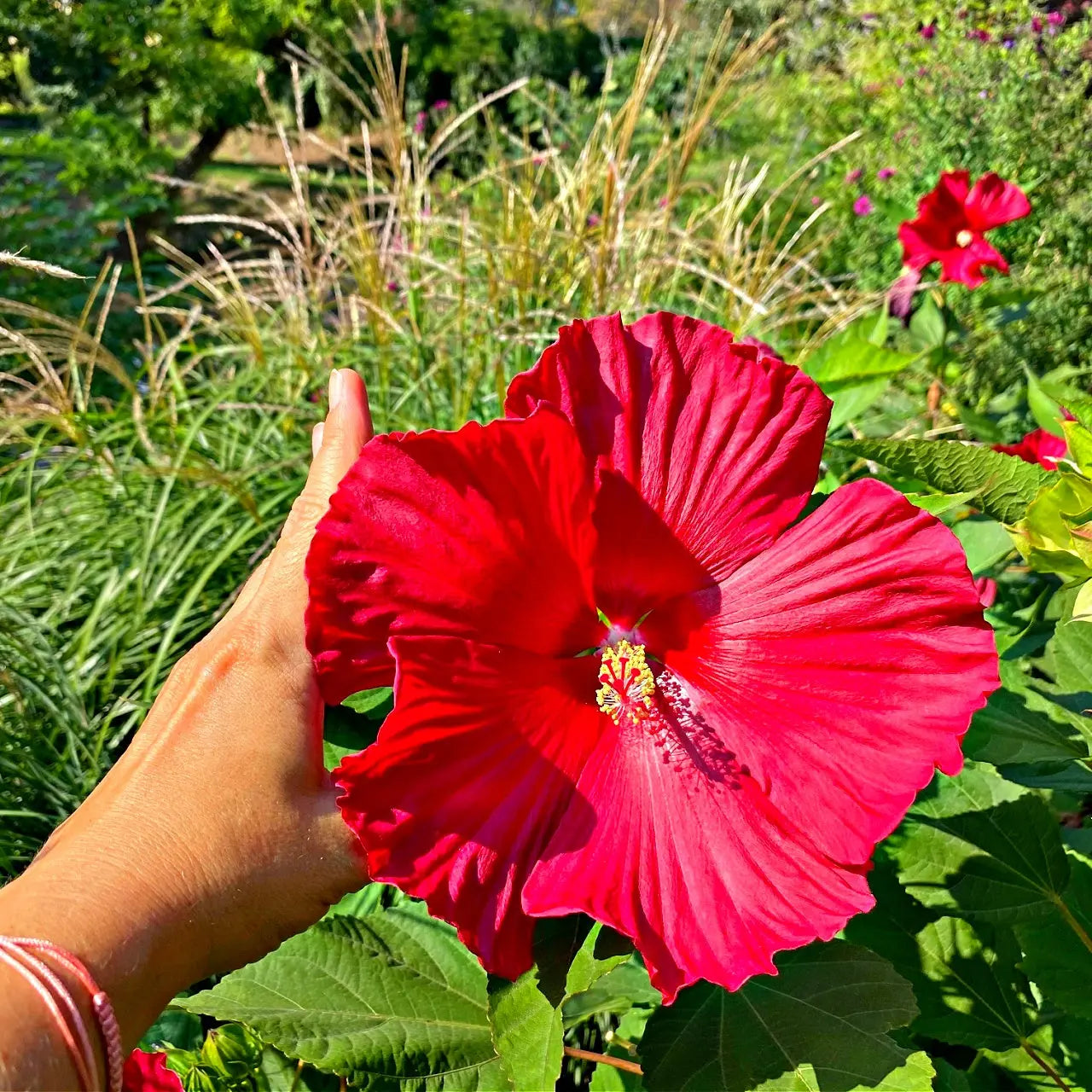 Rose Mallow: vibrant red hibiscus flower with ruffled petals and yellow center in hand