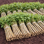 Bundles of young Roughleaf Dogwood live stakes with green leaves and light brown stems tied with white bands