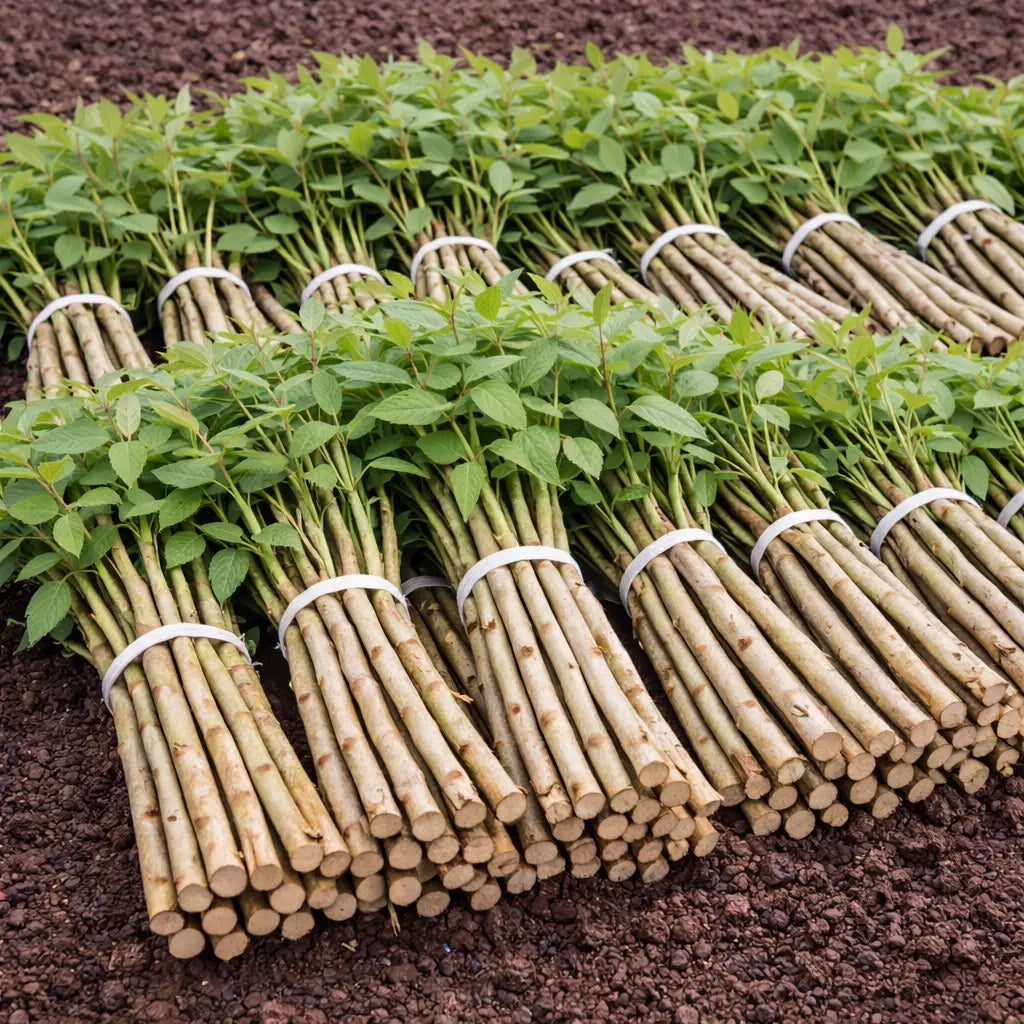 Bundles of young Roughleaf Dogwood live stakes with green leaves and light brown stems tied with white bands
