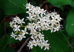 Roughleaf dogwood live stakes with delicate white flower panicle on green foliage