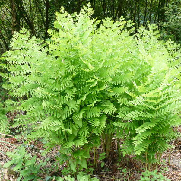 Royal Ferns