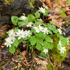 Rue anemone: delicate white five-petal flowers amid green leaves and mossy forest floor