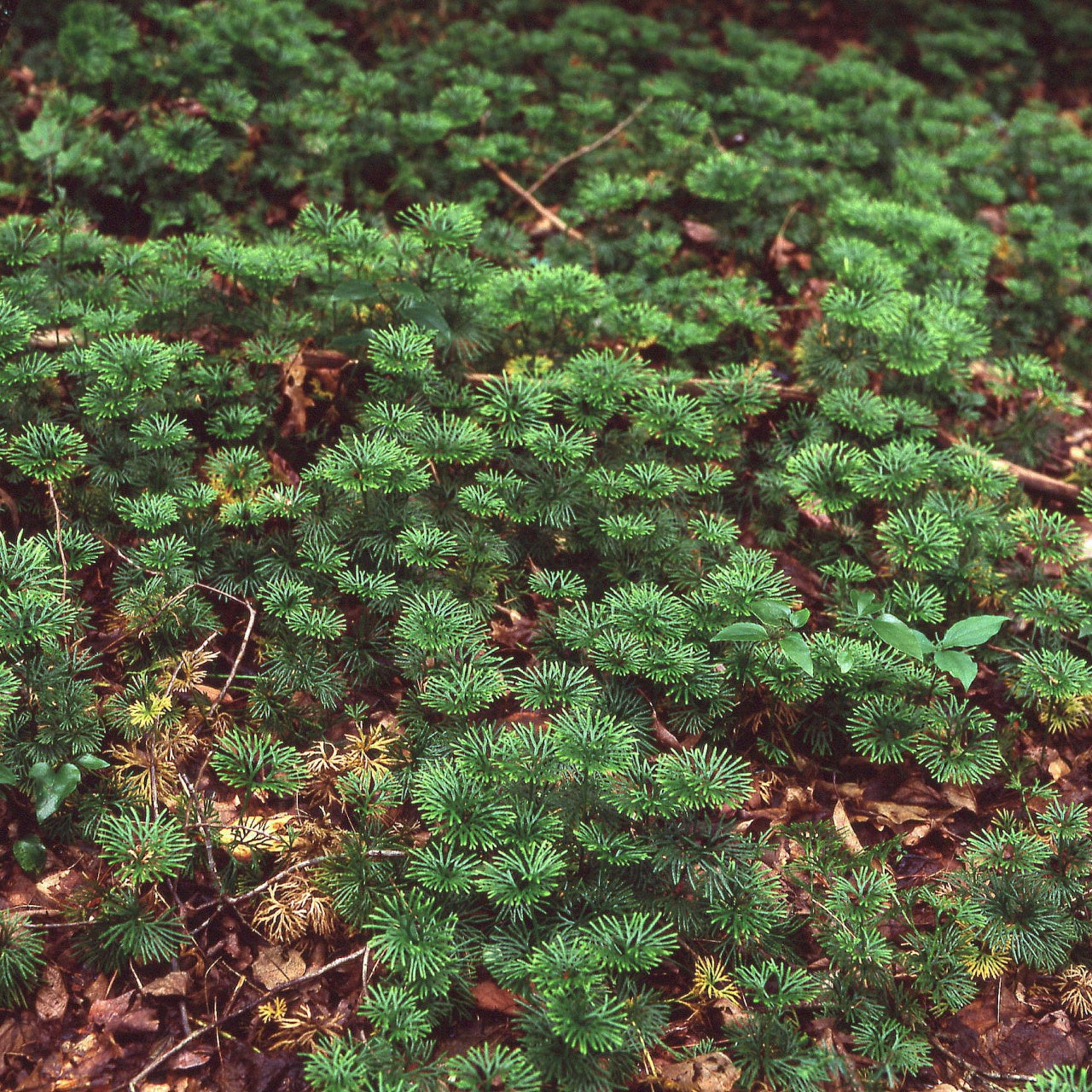 Running Cedar Plants