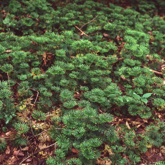 Running Cedar Plant: dense carpet of vibrant green feathery ground cover