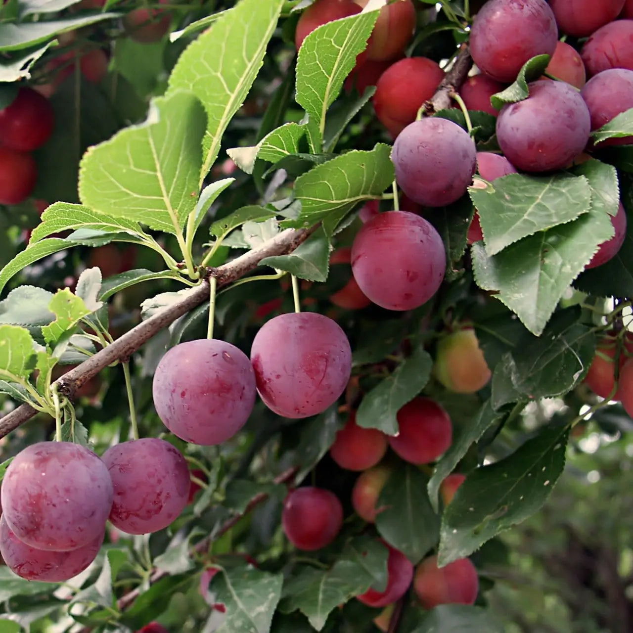 Plump deep purple plums hanging in clusters on fruiting plum tree branch