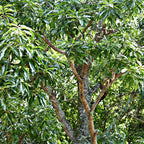 Sawtooth Oak Seedlings