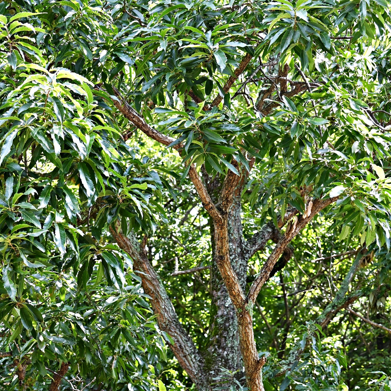 Sawtooth Oak Seedlings