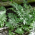 Sensitive Fern lush green fronds with serrated edges and woodland texture